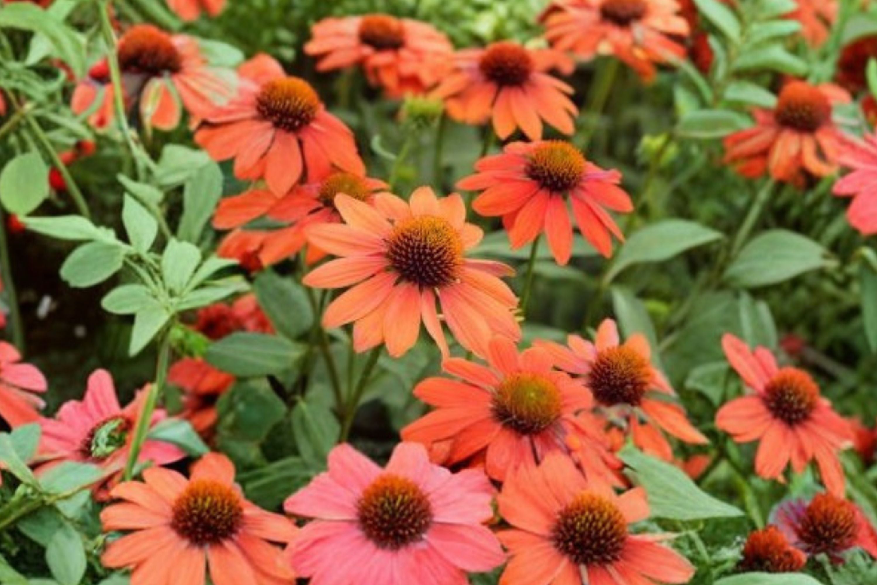 Echinacea ‘PRIMA Saffron’ – Yellow Coneflower – Compact Pollinator Perennial – Dwarf Echinacea – 4.5” Live Plant
