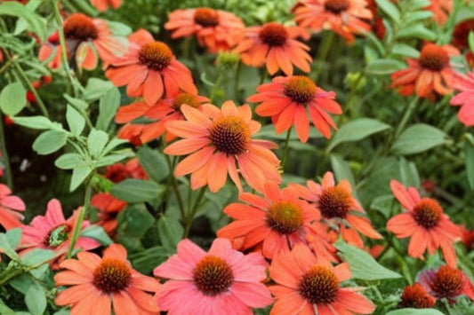 Echinacea ‘PRIMA Saffron’ – Yellow Coneflower – Compact Pollinator Perennial – Dwarf Echinacea – 4.5” Live Plant