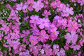 Creeping Phlox ‘Eye Candy’ – Phlox subulata Ground Cover – Pink Spring Flowers – Evergreen Carpet Plant