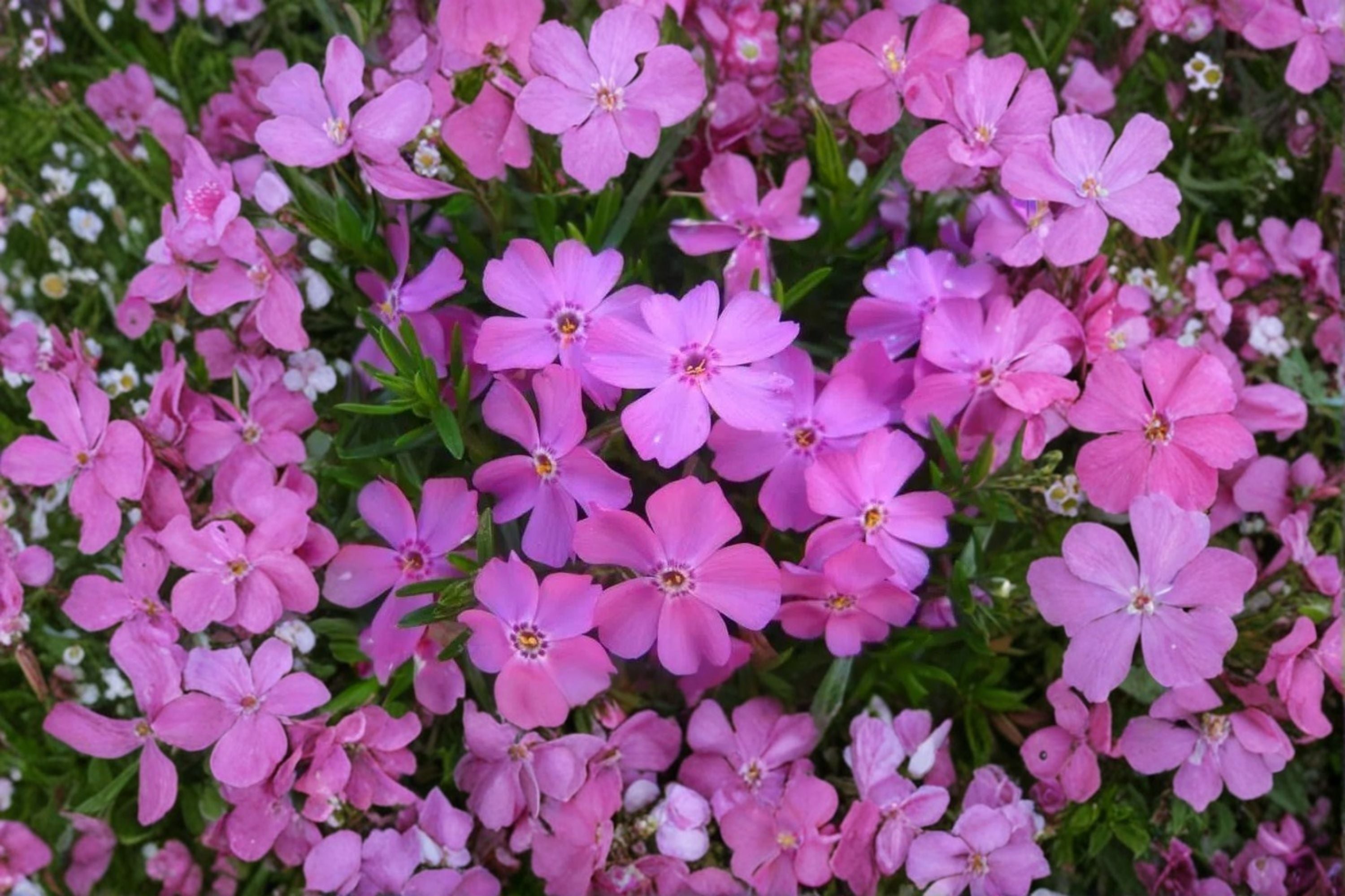 Creeping Phlox ‘Eye Candy’ – Phlox subulata Ground Cover – Pink Spring Flowers – Evergreen Carpet Plant