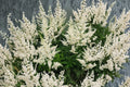 Astilbe ‘Snowdrift’ – White Astilbe Plant – Shade Perennial Flower – False Goat’s Beard – 4.5” or 1 Gallon Live Plant