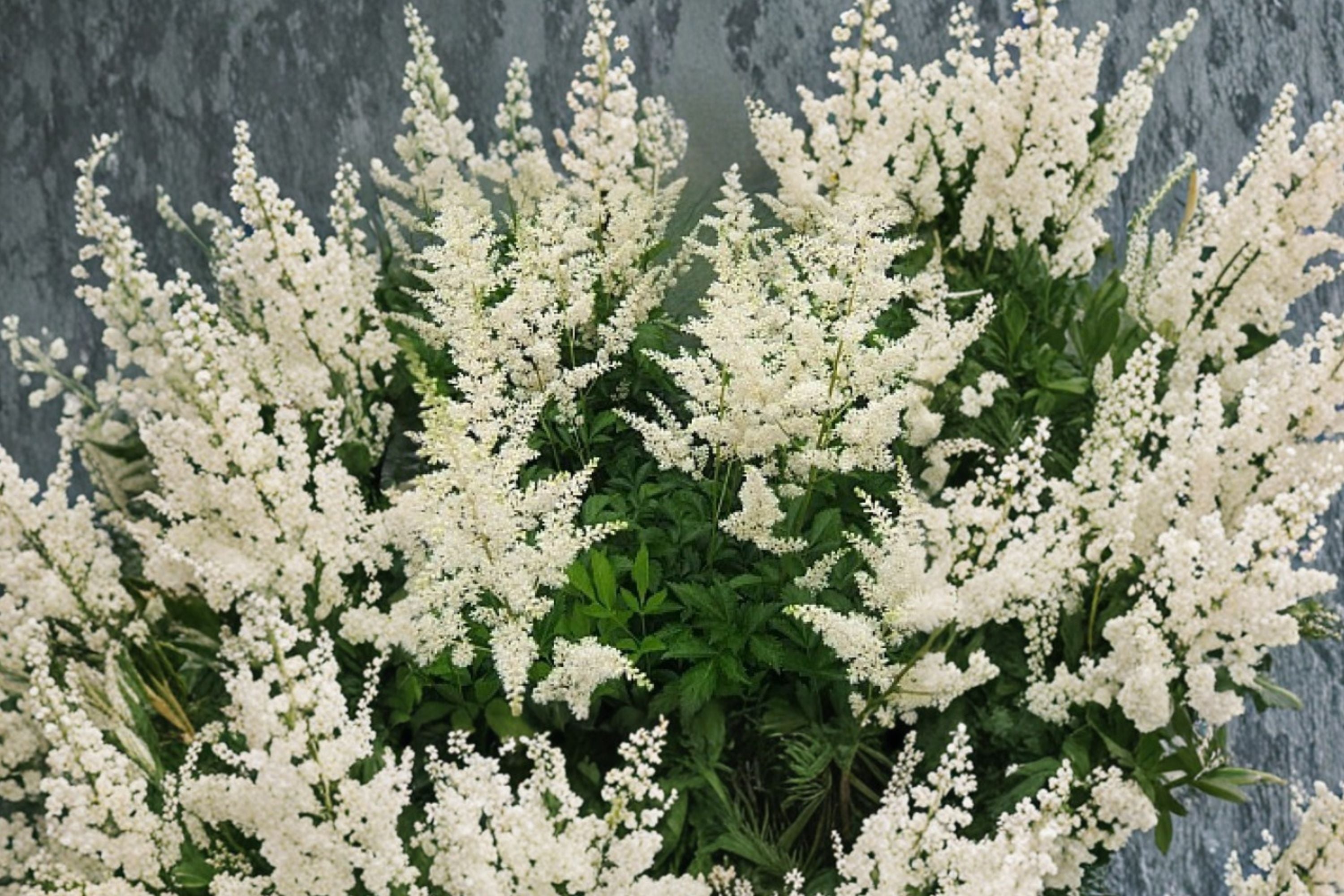 Astilbe ‘Snowdrift’ – White Astilbe Plant – Shade Perennial Flower – False Goat’s Beard – 4.5” or 1 Gallon Live Plant
