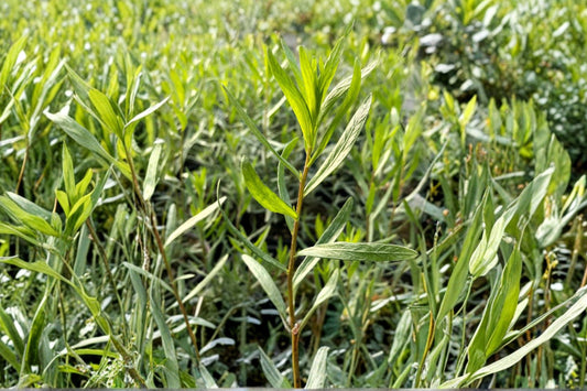 French Tarragon Plant (Artemisia dracunculus ‘Sativa’) – Culinary Herb – Live Tarragon Plant – Herb Garden Essential