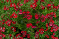 Salvia greggii ‘Mirage Cherry Red’ – Red Hummingbird Plant – Drought Tolerant Perennial Sage – Live 4.5” Pot