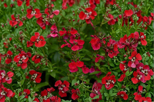 Salvia greggii ‘Mirage Cherry Red’ – Red Hummingbird Plant – Drought Tolerant Perennial Sage – Live 4.5” Pot