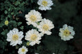 Scabiosa ‘Fama White’ – White Pincushion Flower – Cut Flower Perennial – Wedding Flower Plant – 1 Gallon Live Plant