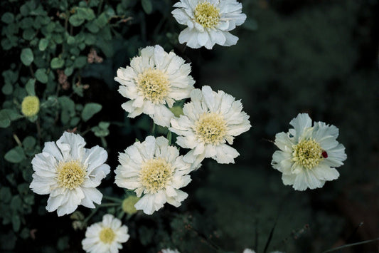 Scabiosa ‘Fama White’ – White Pincushion Flower – Cut Flower Perennial – Wedding Flower Plant – 1 Gallon Live Plant