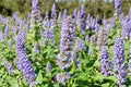 Agastache ‘Astello Indigo’ – Hummingbird Mint Hyssop – Blue Pollinator Plant – Drought Tolerant Perennial – 3.5” Pot