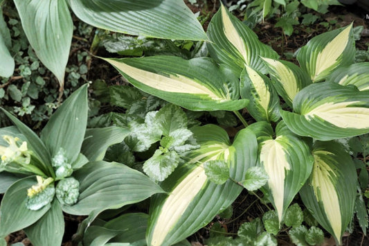 Hosta ‘Ann Kulpa’ – Variegated Hosta Plant – Large Leaf Shade Perennial – Bareroot Hosta for Shade Garden
