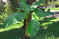 Musa Basjoo Banana Tree – Cold Hardy Banana Plant (Zone 5–10) – Live Tropical Plant – Fast Growing Outdoor Banana – Hardy Garden Foliage
