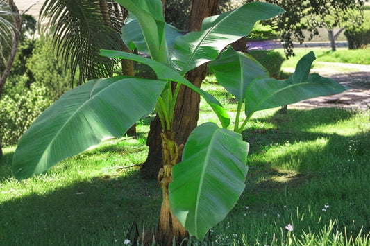 Musa Basjoo Banana Tree – Cold Hardy Banana Plant (Zone 5–10) – Live Tropical Plant – Fast Growing Outdoor Banana – Hardy Garden Foliage