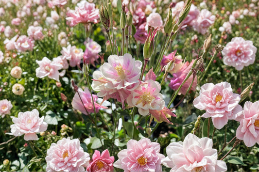 Aquilegia ‘Winky Double Rose-White’ – Double Columbine Plant – Pink & White Shade Perennial – Live 4” Pot