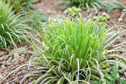 Lemongrass Plant – Live Culinary Herb – Cymbopogon citratus – Mosquito Repellent Plant – Tea Herb – 3.5” Pot