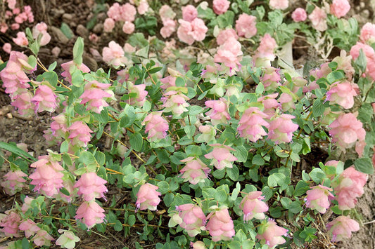 Origanum Kirigami – Cascading Ornamental Oregano – Trailing Hanging Basket Plant – Drought Tolerant Perennial – Pollinator Friendly