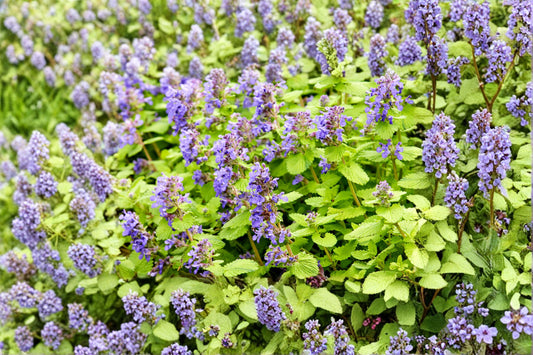 Nepeta ‘Little Titch’ Catmint – Dwarf Blue Flowering Perennial – Drought Tolerant Pollinator Plant – Deer Resistant Garden Border Plant