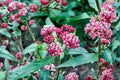 Asclepias Cinderella – Swamp Milkweed – Monarch Butterfly Host Plant – Pink Fragrant Perennial – Pollinator Garden Plant