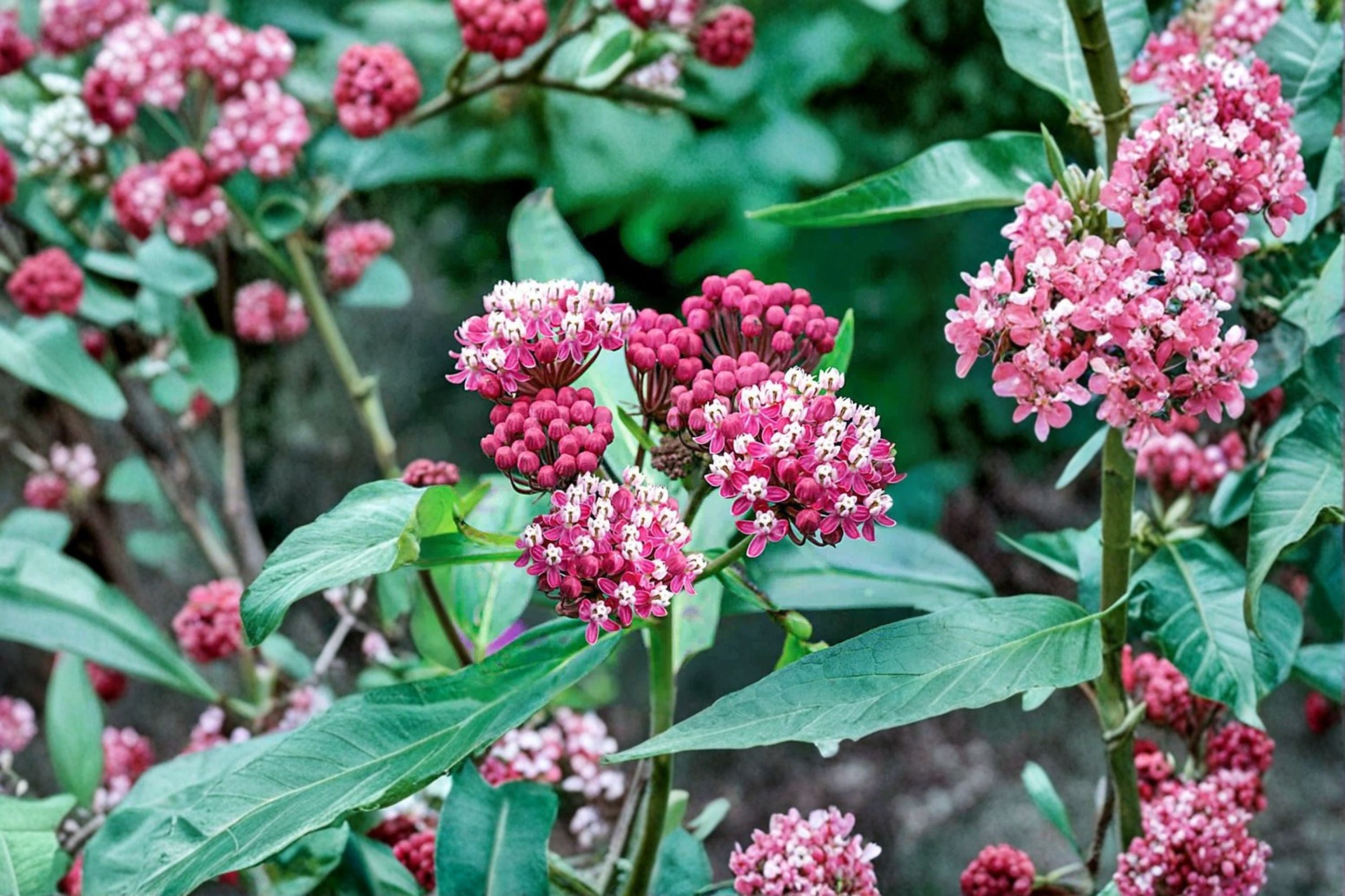 Asclepias Cinderella – Swamp Milkweed – Monarch Butterfly Host Plant – Pink Fragrant Perennial – Pollinator Garden Plant