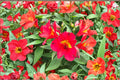 Alstroemeria ‘Summer Heat’ – Tall Peruvian Lily – Red Yellow Long Blooming Flowers – Cut Flower Garden Plant – 1 Gallon Live Plant
