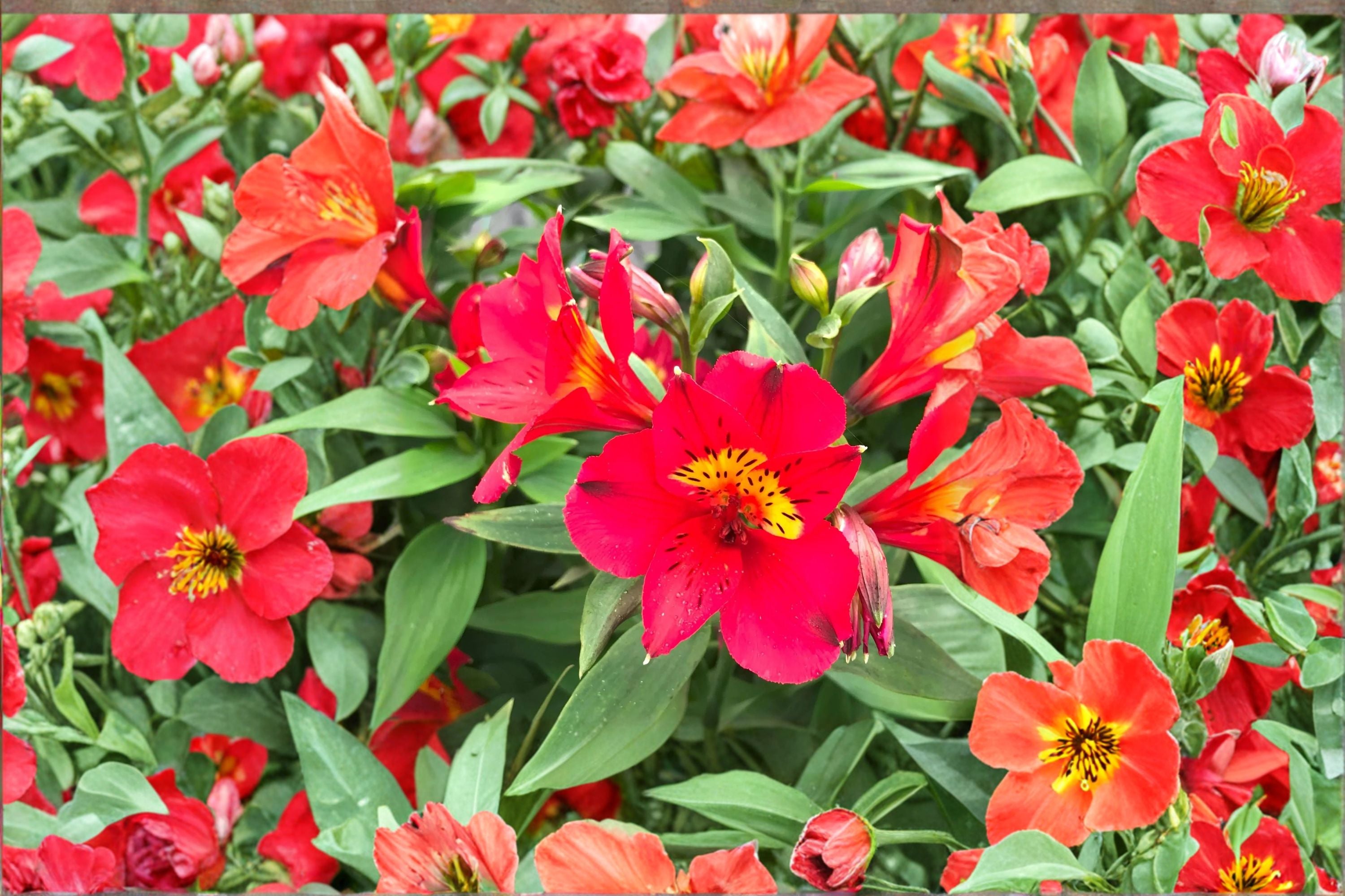Alstroemeria ‘Summer Heat’ – Tall Peruvian Lily – Red Yellow Long Blooming Flowers – Cut Flower Garden Plant – 1 Gallon Live Plant