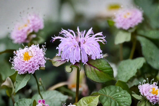 Monarda ‘Midnight Oil’ – Early Blooming Bee Balm Bergamot – Native Pollinator Plant – Pink Flowers Hummingbird Garden – 1 Gallon