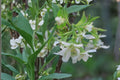 Oemleria cerasiformis – Indian Plum (Osoberry) – Early Blooming Native Shrub – Edible Fruit Plant – Wildlife & Pollinator Garden – 1 Gallon