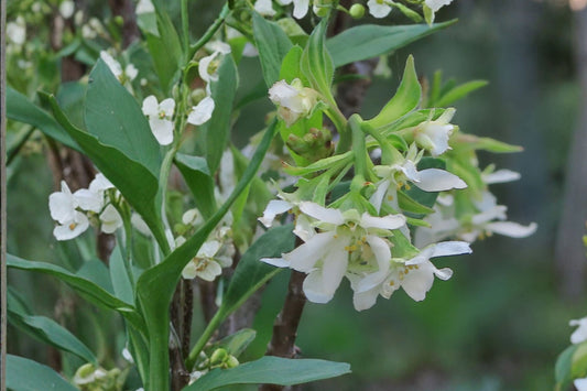 Oemleria cerasiformis – Indian Plum (Osoberry) – Early Blooming Native Shrub – Edible Fruit Plant – Wildlife & Pollinator Garden – 1 Gallon