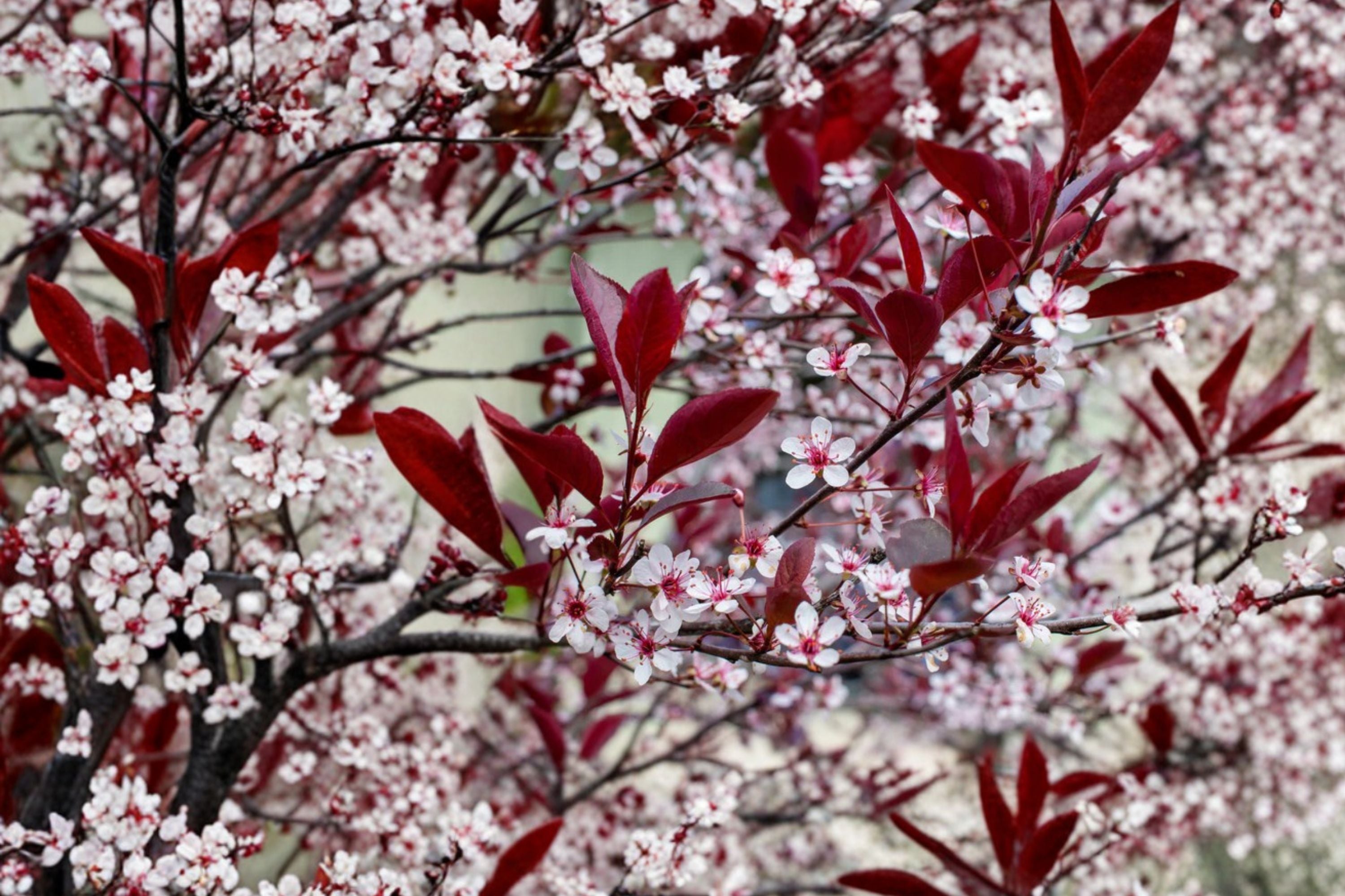 Prunus × cistena – Purple Leaf Sand Cherry – Burgundy Foliage Shrub – Edible Fruit Plant – Flowering Hedge & Privacy Screen