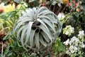 Giant Tillandsia Air Plants (Pack of 2) – Large Live Air Plants – Easy Care Indoor Plants – No Soil Houseplants – Tropical Tillandsia