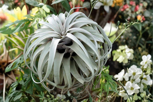 Giant Tillandsia Air Plants (Pack of 2) – Large Live Air Plants – Easy Care Indoor Plants – No Soil Houseplants – Tropical Tillandsia