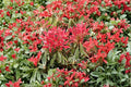 Pieris japonica ‘Flaming Silver’ – Variegated Evergreen Shrub – Red New Growth Andromeda – Shade Garden Plant – 1 Gallon Live Plant