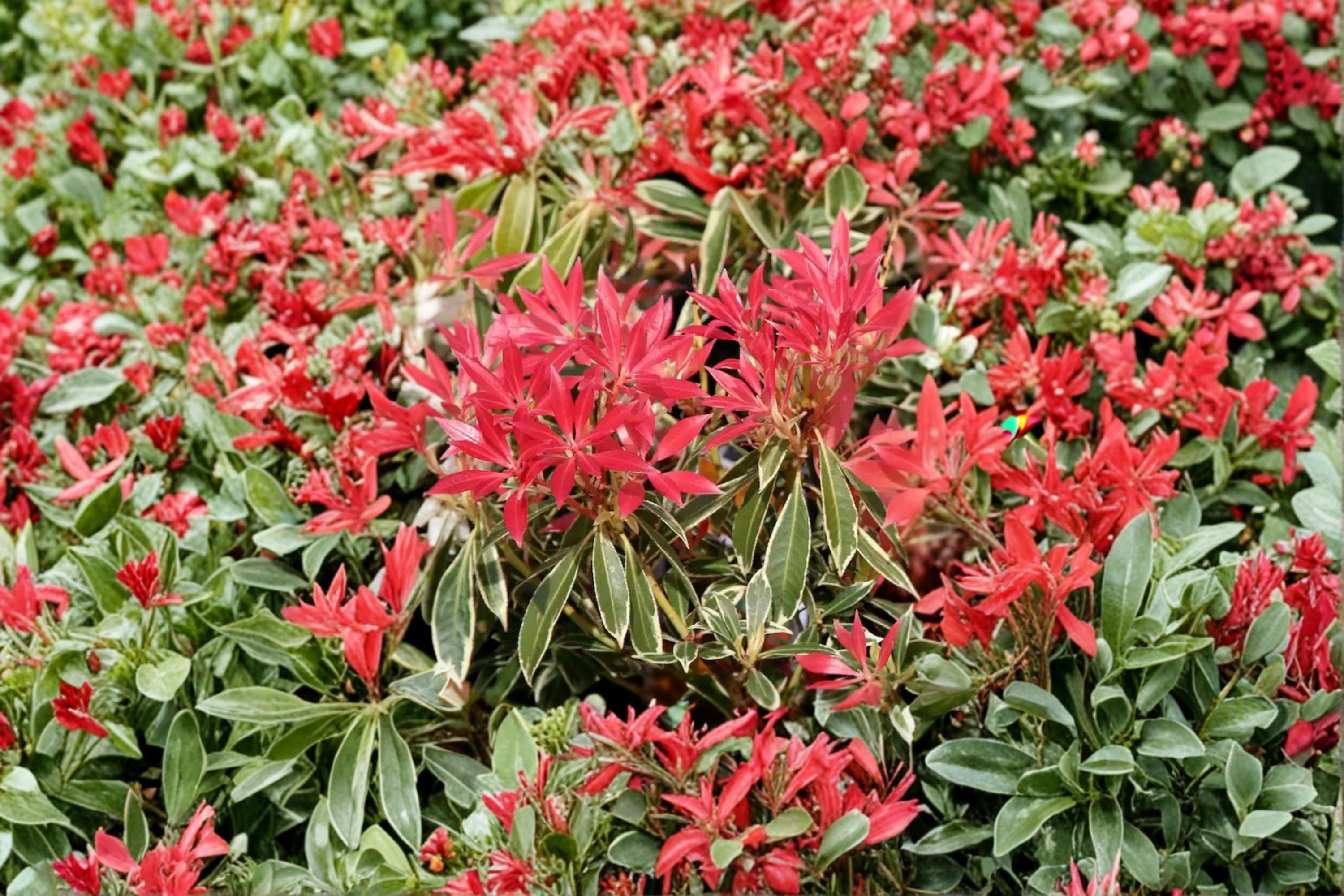 Pieris japonica ‘Flaming Silver’ – Variegated Evergreen Shrub – Red New Growth Andromeda – Shade Garden Plant – 1 Gallon Live Plant