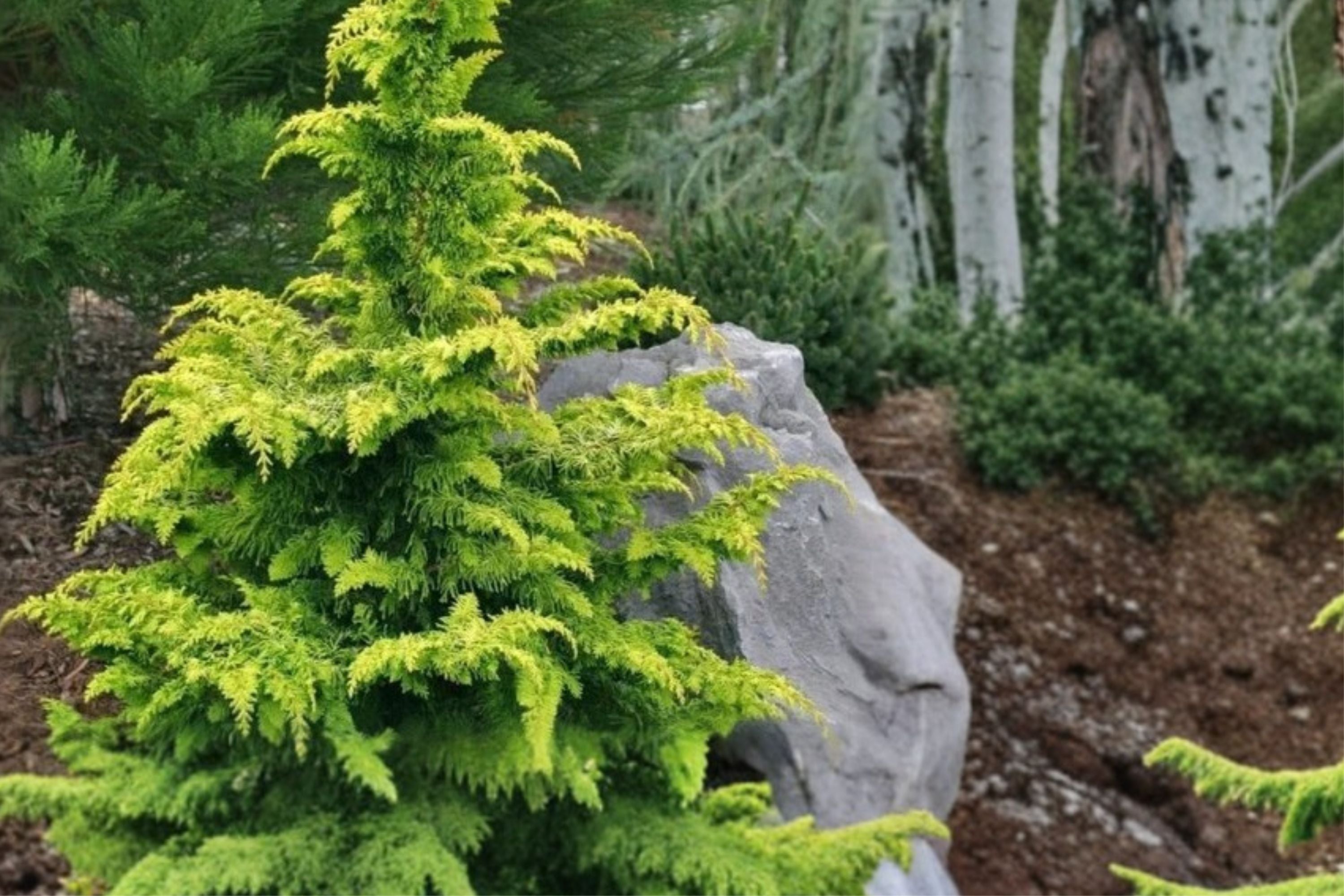 Chamaecyparis obtusa ‘Crippsii’ – Golden Hinoki Cypress – Evergreen Conifer – Yellow Foliage Tree – Japanese Garden Plant – 4” Pot