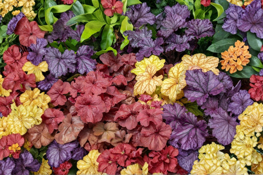 Heuchera Mixed Plugs (3 Pack) – Coral Bells Assorted Colors – Shade Perennial Starter Plants – Grower’s Choice Variety Pack