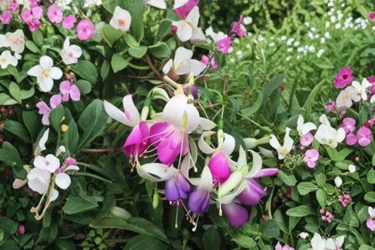 Fuchsia ‘Checkerboard’ – Hardy Fuchsia Plant – Red & White Flowers – Hummingbird Garden Plant – 1 Gallon Live Plant