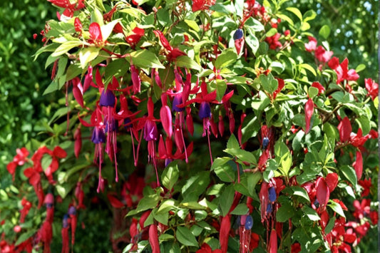 Fuchsia ‘Whiteknight’s Amethyst’ – Hardy Fuchsia – Purple & Pink Flowers – Hummingbird Plant – 1 Gallon Live Plant