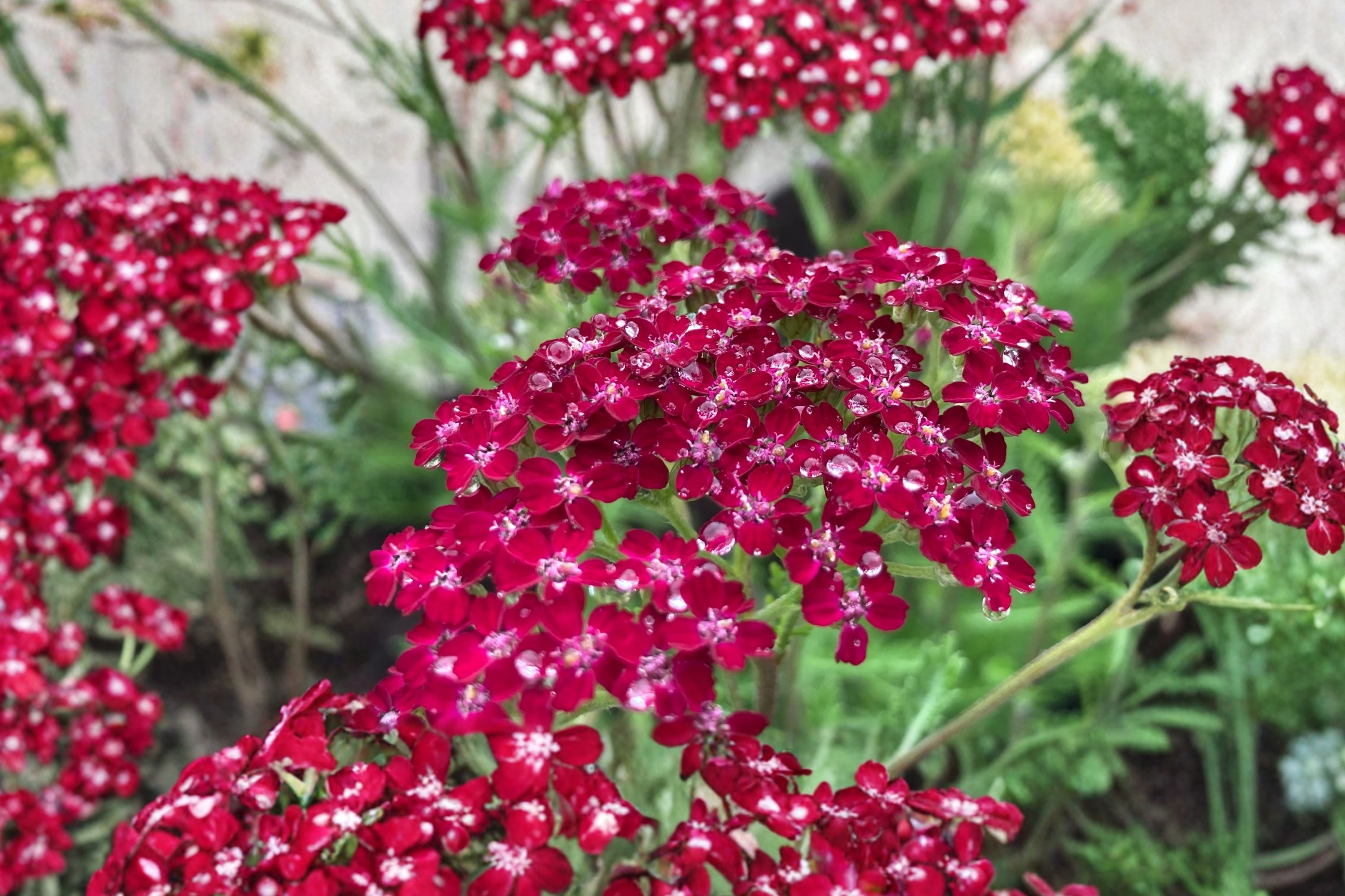 Achillea ‘Summerwine’ Yarrow – Burgundy Pink Perennial – Drought Tolerant Pollinator Plant – 3.5” Pot Live Plant