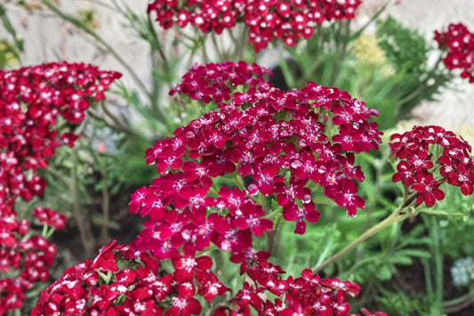 Achillea ‘Summerwine’ Yarrow – Burgundy Pink Perennial – Drought Tolerant Pollinator Plant – 3.5” Pot Live Plant