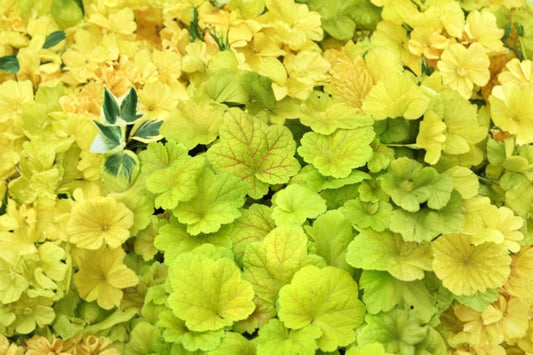 Heuchera ‘Electric Lime’ Plug – Coral Bells Lime Green – Shade Perennial – Bright Foliage Plant – Starter Plant
