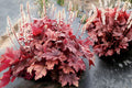 Heucherella ‘Peach Tea’ Plug – Peach Foamy Bells – Shade Perennial – Color Changing Foliage – Starter Plant