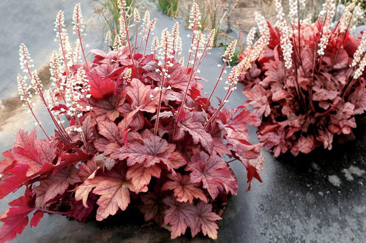 Heucherella ‘Peach Tea’ Plug – Peach Foamy Bells – Shade Perennial – Color Changing Foliage – Starter Plant