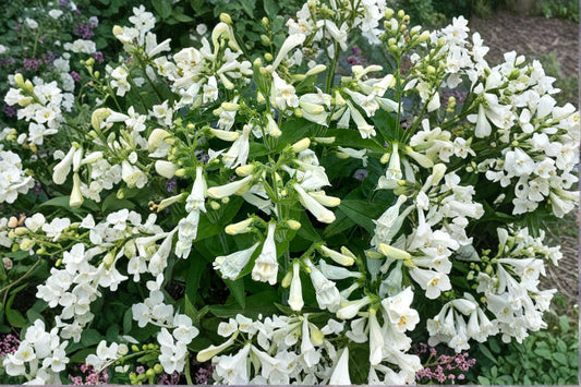 Penstemon ‘NOVA Pearl’ Plug – White Beardtongue – Pollinator Perennial – Drought Tolerant Flower – Starter Plant