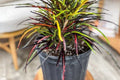 Croton Zanzibar Plant (Pack of 2) – Colorful Tropical Houseplant – Codiaeum Variegatum – Live Indoor Plant – Vibrant Foliage Plant