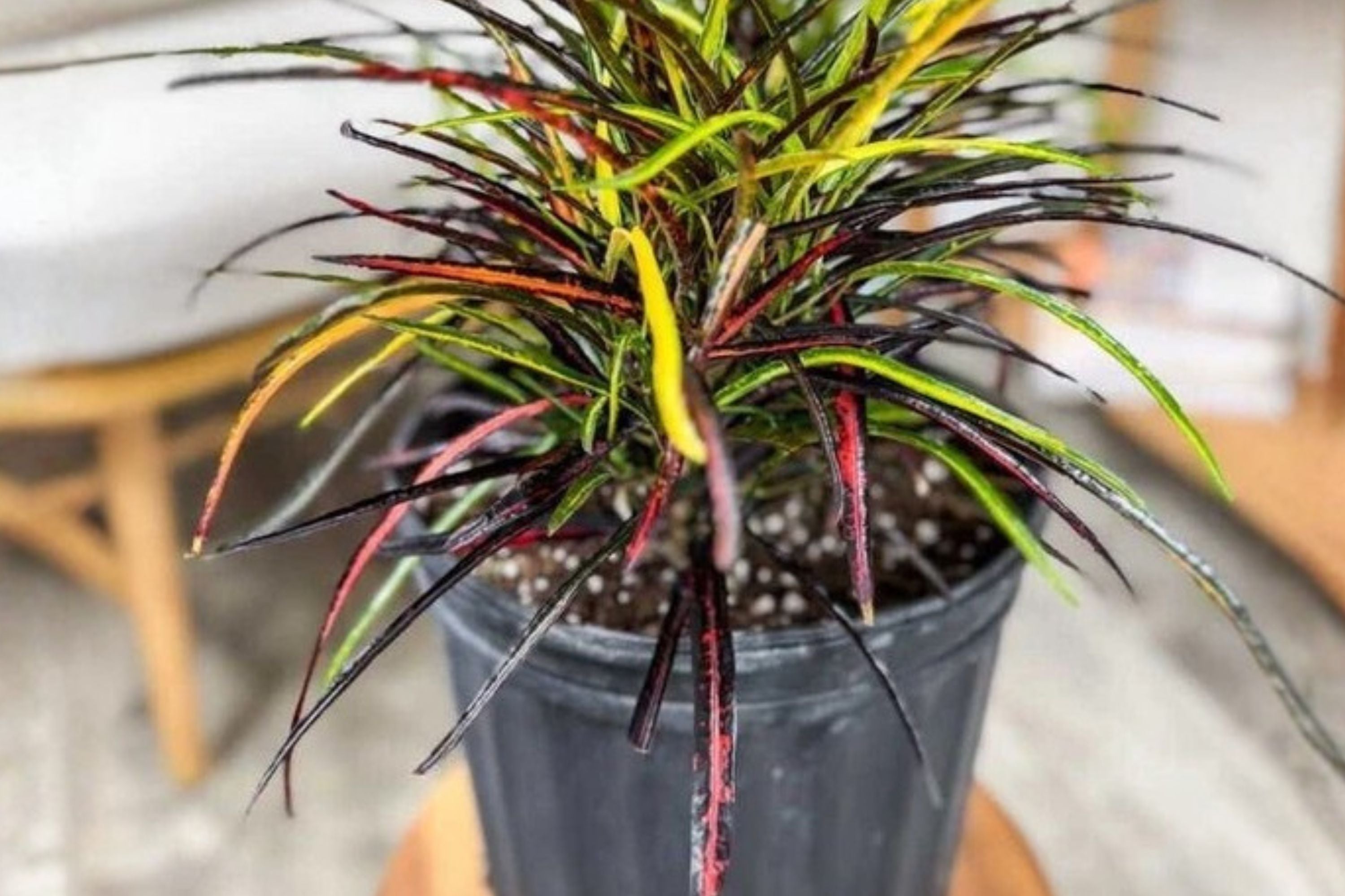 Croton Zanzibar Plant (Pack of 2) – Colorful Tropical Houseplant – Codiaeum Variegatum – Live Indoor Plant – Vibrant Foliage Plant