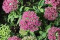 Sedum ‘Cherry Fizz’ Plug – Upright Stonecrop – Pink Fall Blooms – Drought Tolerant Perennial – Starter Succulent