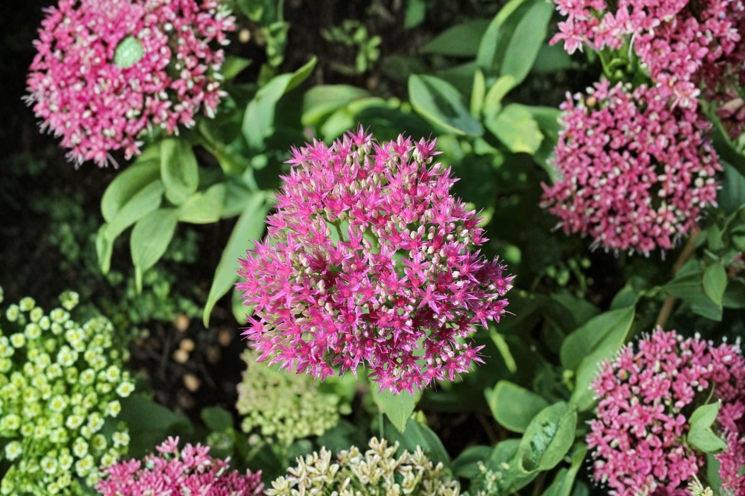 Sedum ‘Cherry Fizz’ Plug – Upright Stonecrop – Pink Fall Blooms – Drought Tolerant Perennial – Starter Succulent
