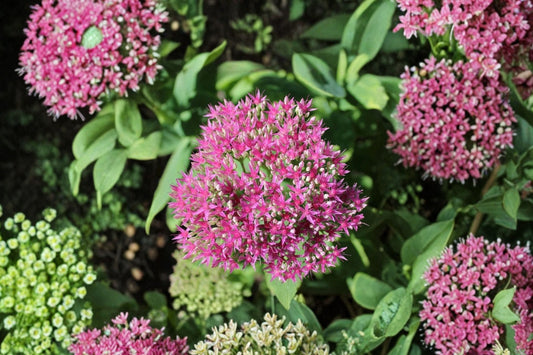 Sedum ‘Cherry Fizz’ Plug – Upright Stonecrop – Pink Fall Blooms – Drought Tolerant Perennial – Starter Succulent
