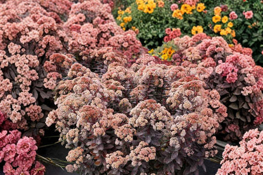 Sedum ‘Mocha Magic’ Plug – Tall Upright Stonecrop – Chocolate Foliage – Fall Blooming Perennial – Drought Tolerant Plant