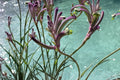 Anigozanthos ‘Carnivale’ Plug – Kangaroo Paw Plant – Exotic Purple Flower – Drought Tolerant Perennial – Starter Plant