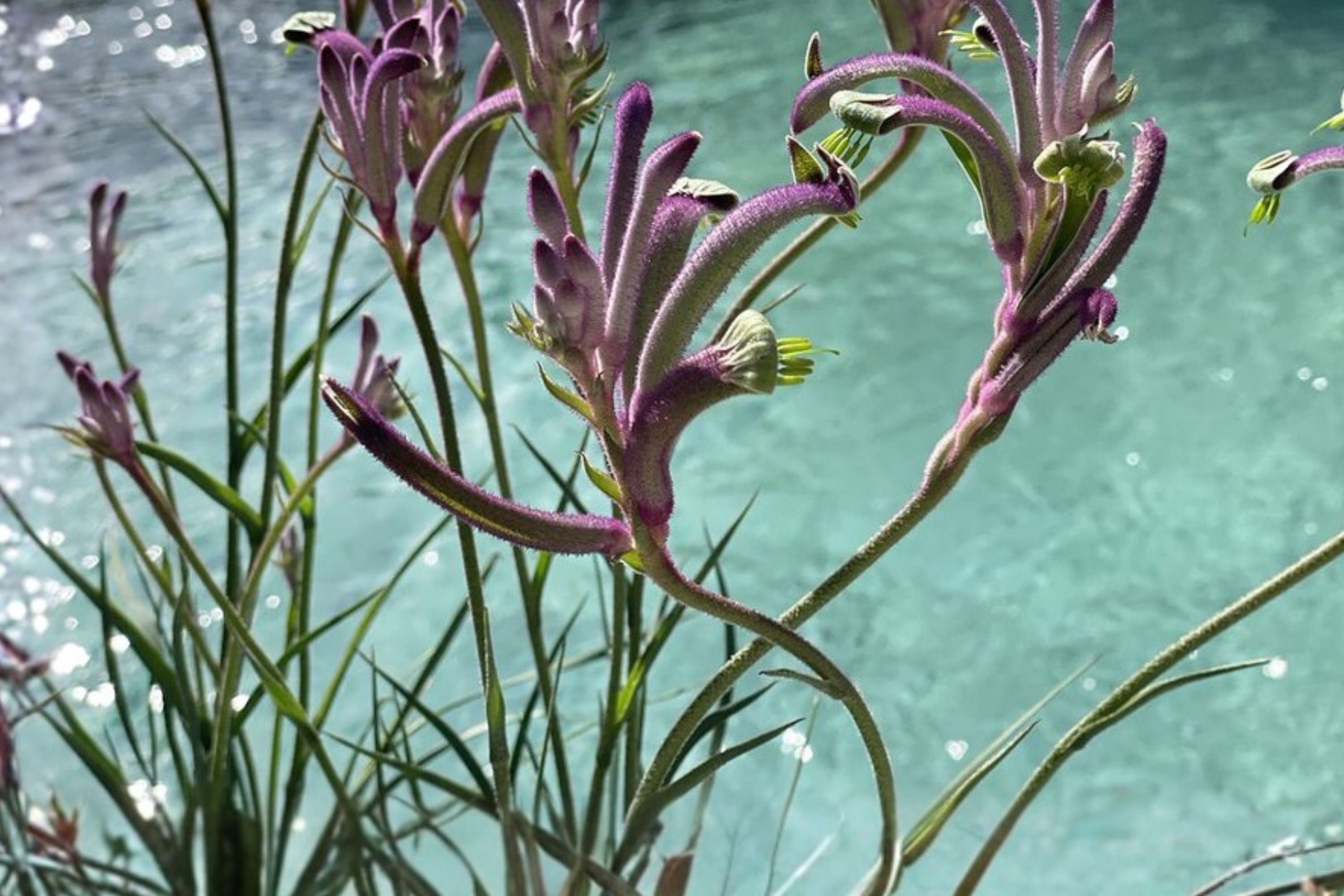 Anigozanthos ‘Carnivale’ Plug – Kangaroo Paw Plant – Exotic Purple Flower – Drought Tolerant Perennial – Starter Plant