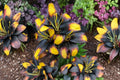 Lilium ‘Tiny Massive’ – Dwarf Asiatic Lily Bulb – Yellow & Burgundy Blooms – Compact Lily for Containers – Perennial Flower